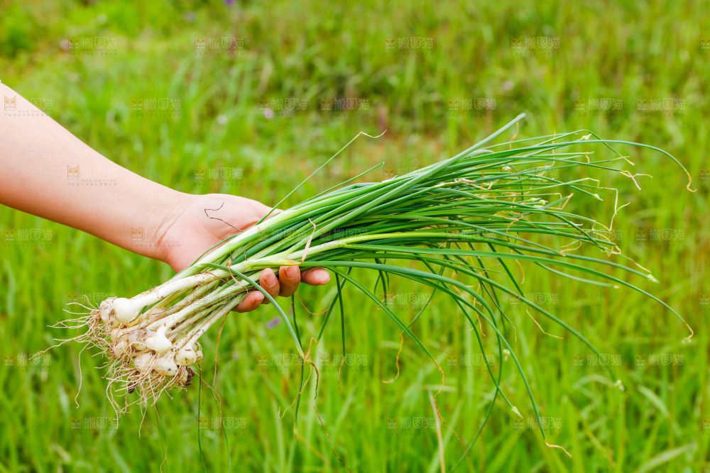 手里拿着新鲜野葱