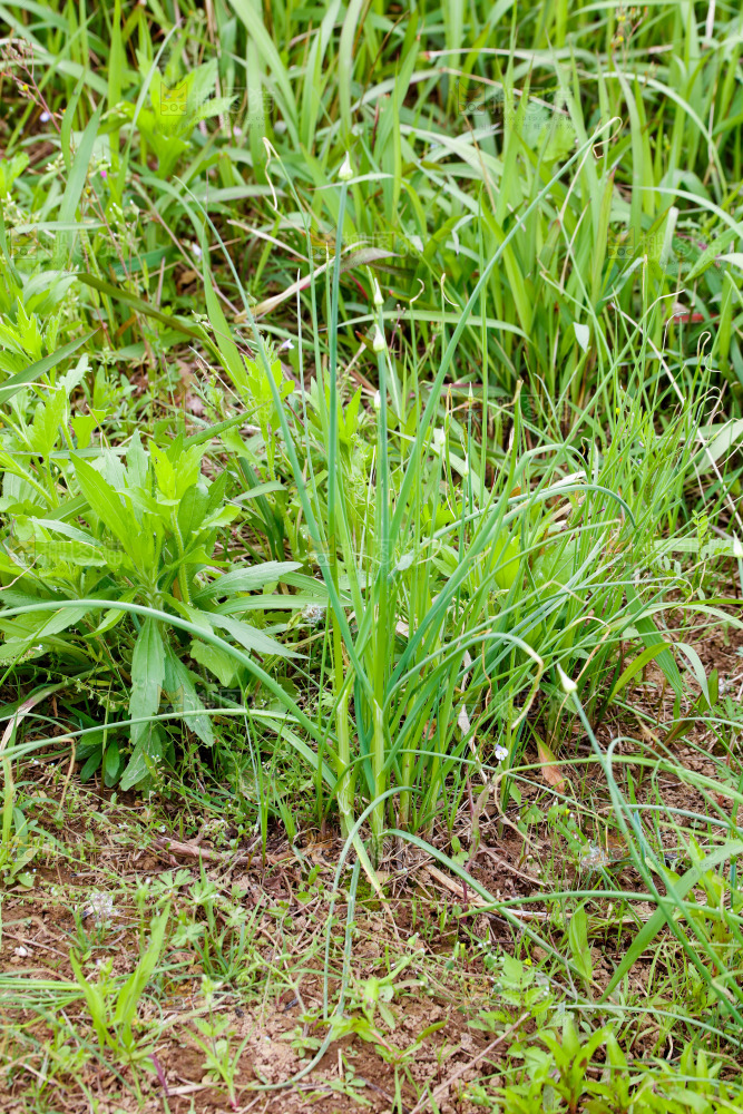 地里的新鲜野葱