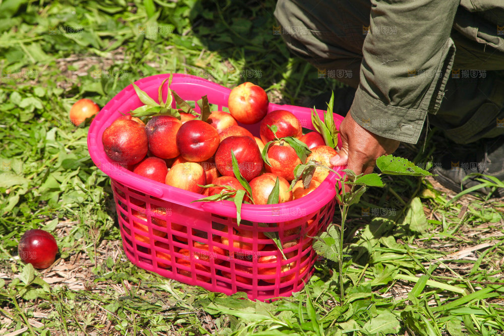 地上放着一篮新鲜油桃