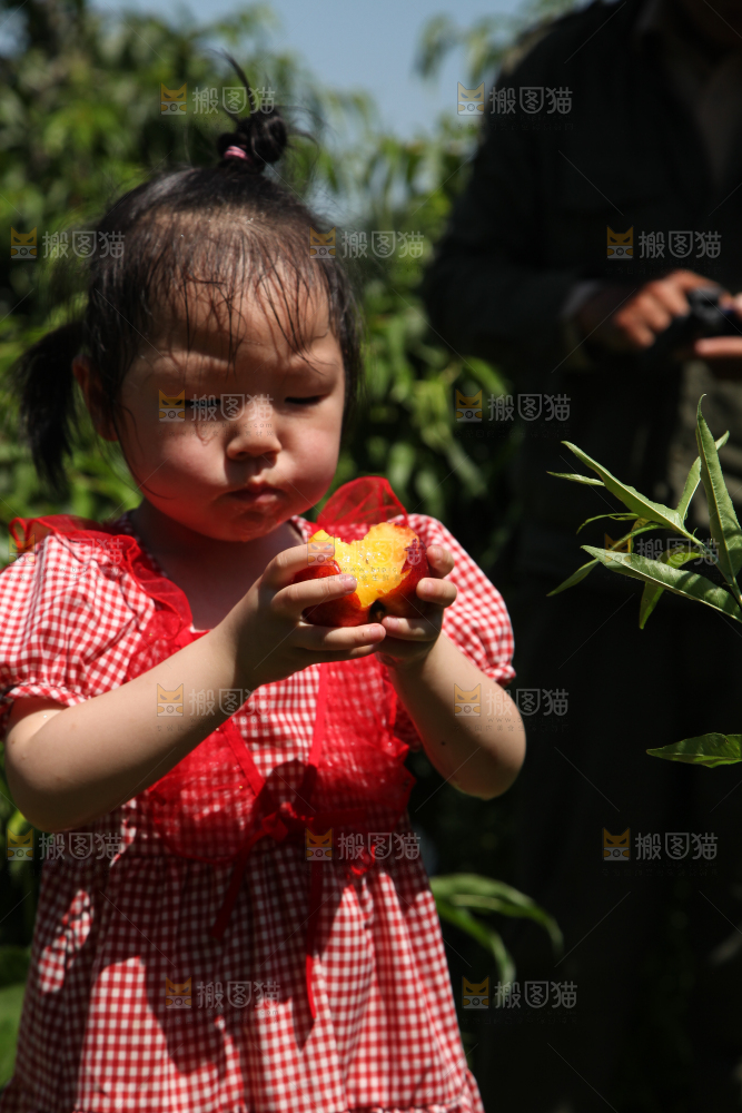 女孩正在吃着黄心油桃