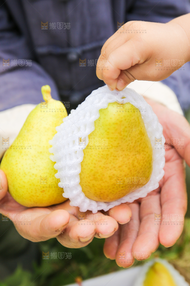 手里拿着烟台太婆梨