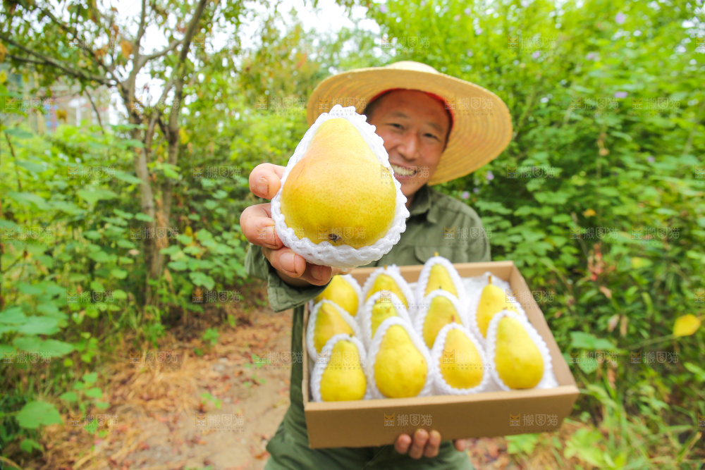 农民手里拿着太婆梨