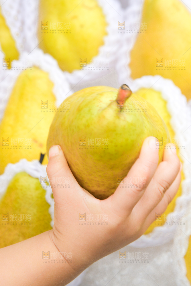 手里拿着烟台太婆梨