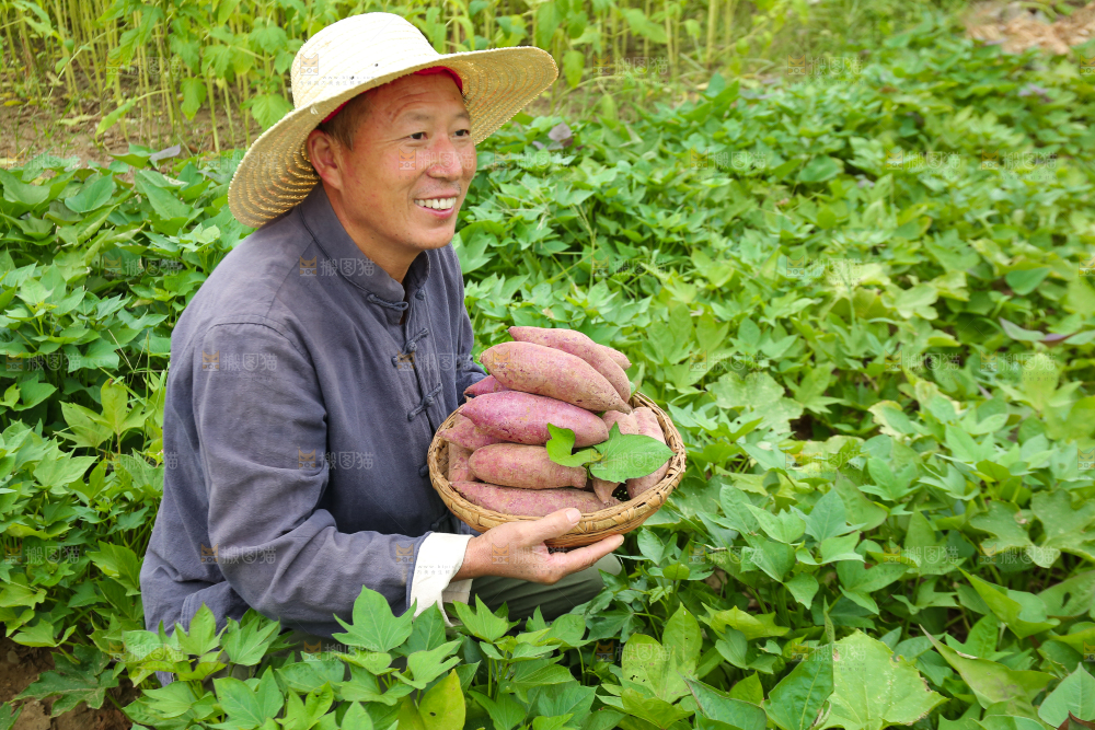农民手里拿着一篮紫薯