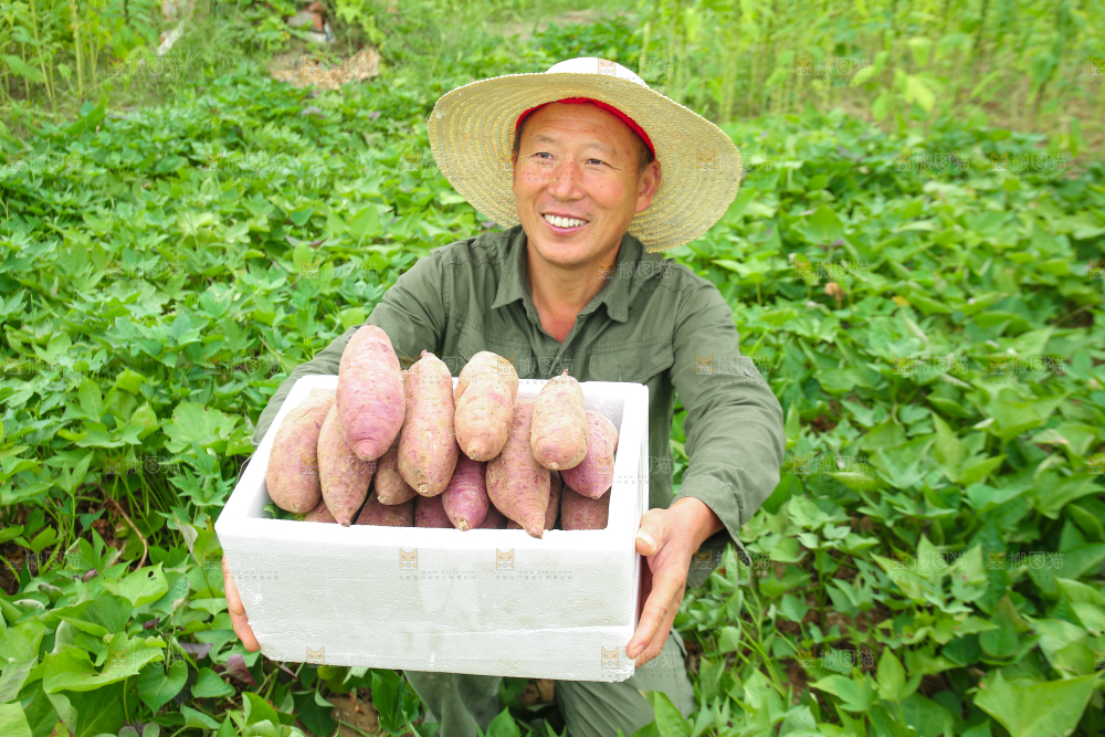 农民手里拿着一箱紫薯