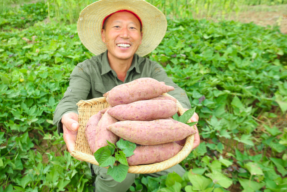 农民手里拿着一篮紫薯