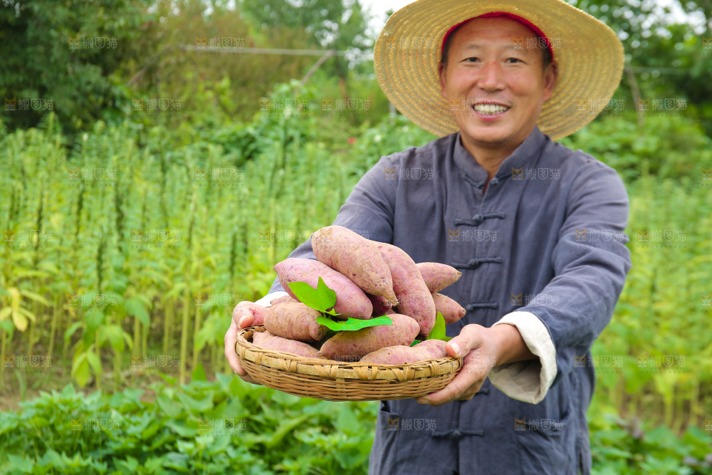 农民手里拿着一篮紫薯