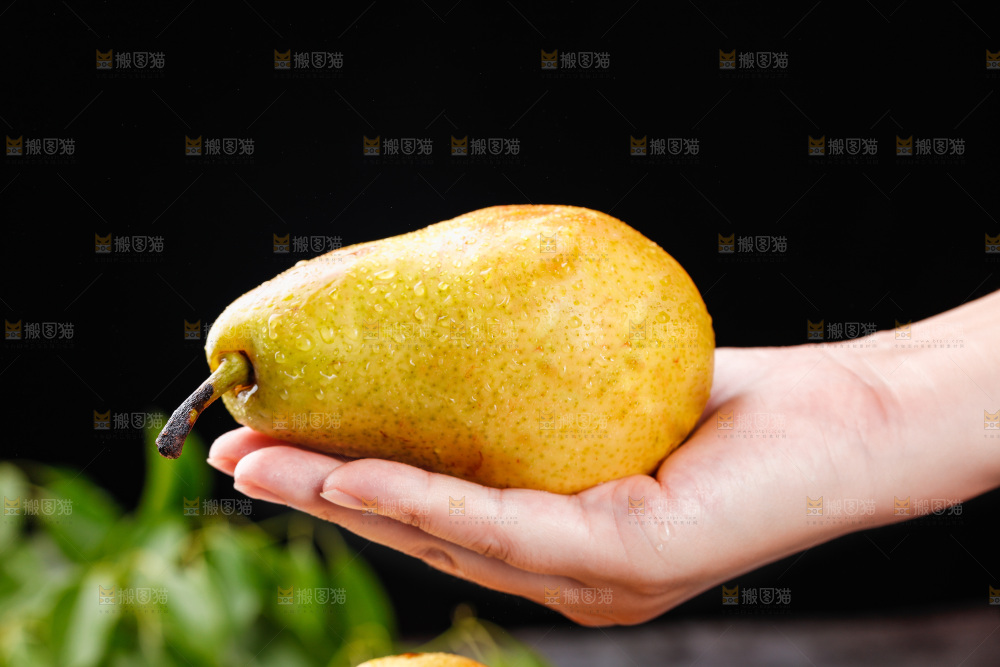 手上放着烟台太婆梨