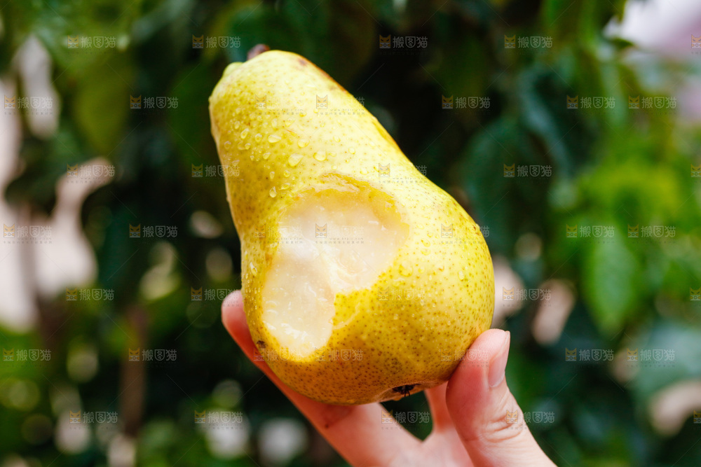 手里拿着山东太婆梨