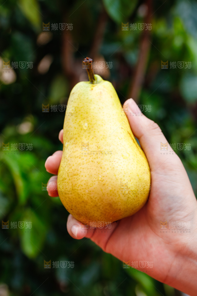 手里拿着山东太婆梨