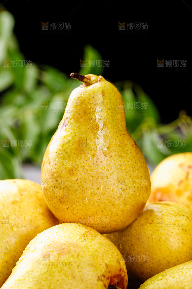 堆放着的新鲜太婆梨