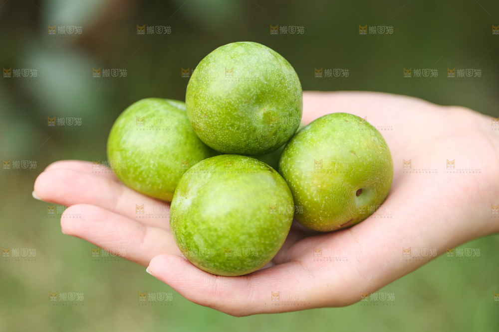 手上放着新鲜脱骨李