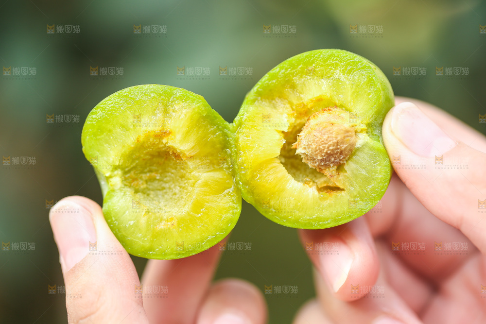 手里拿着掰开的脱骨李