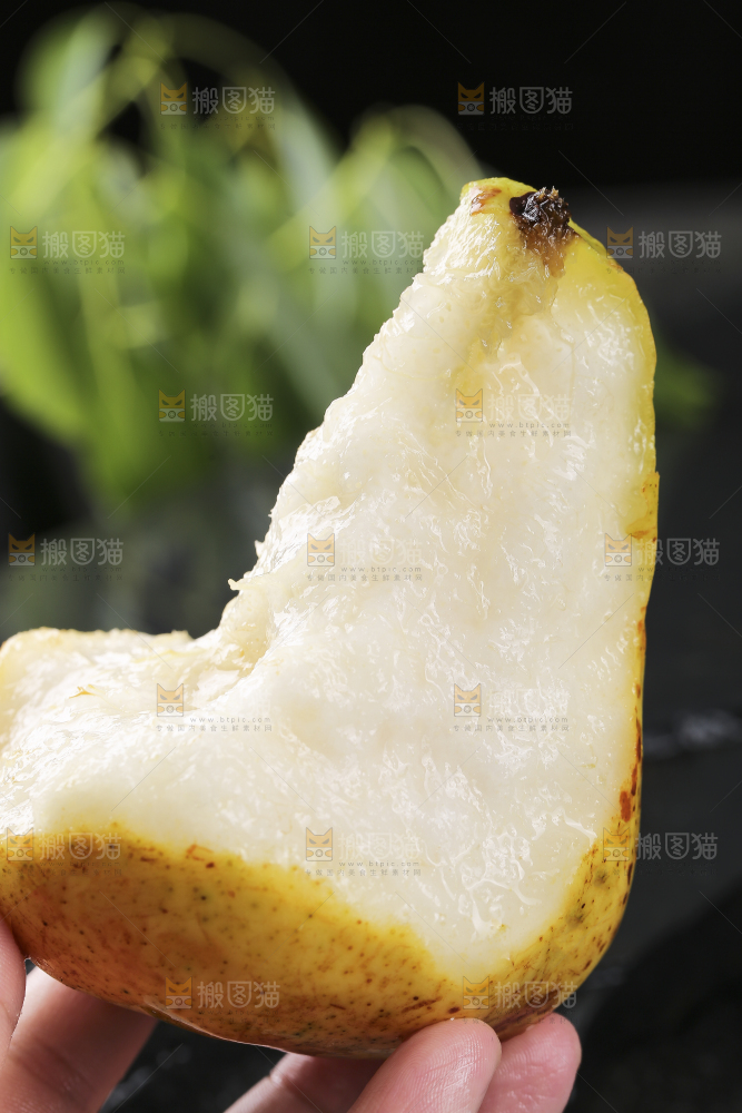 手上拿着山东太婆梨