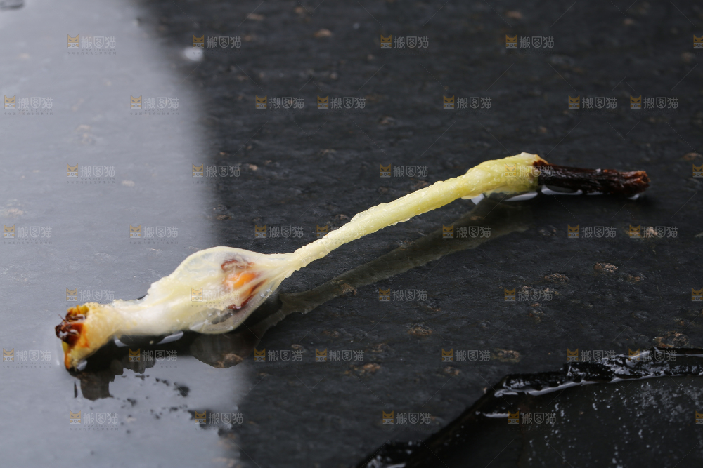 黑底上放着太婆梨果核