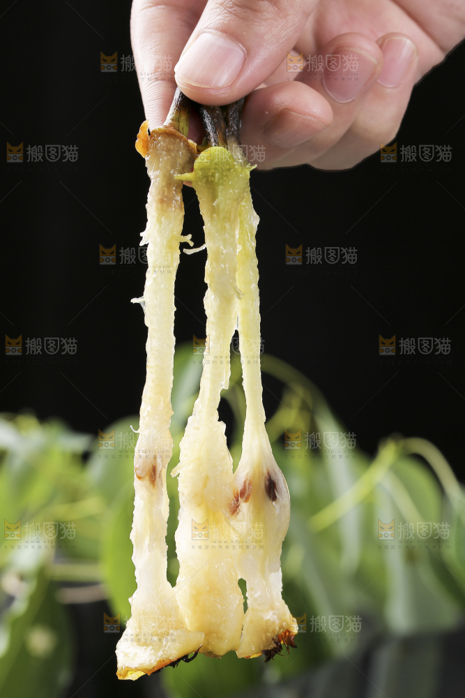 手上拿着太婆梨果核