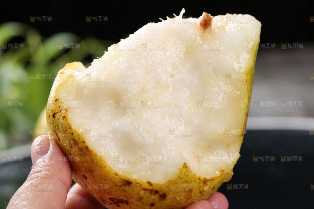 手上拿着山东太婆梨