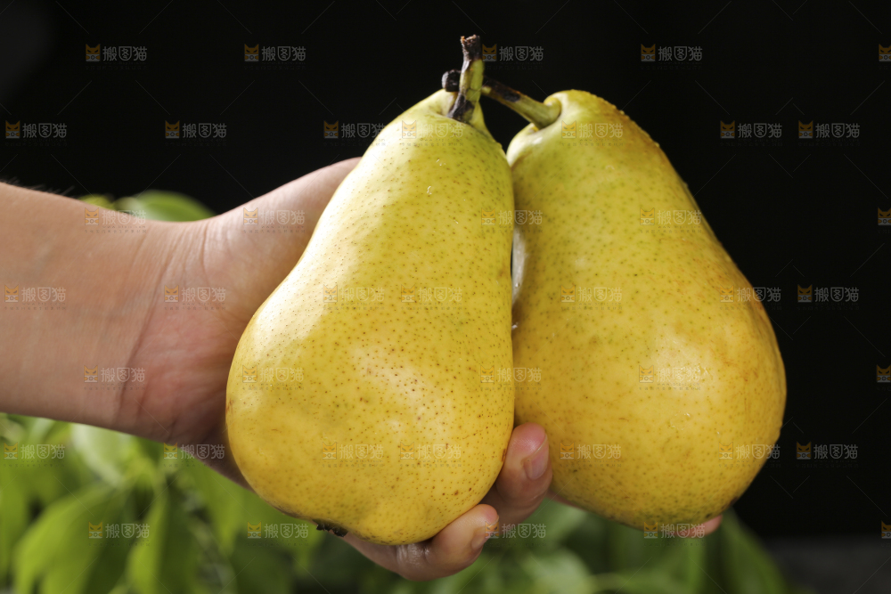 手里拿着山东太婆梨