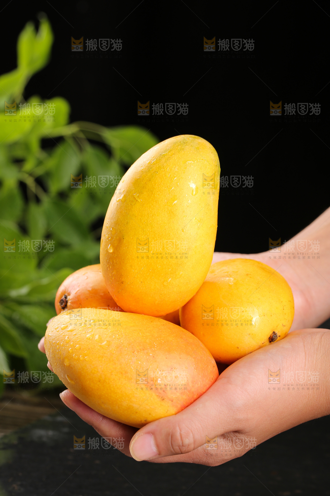 手里捧着新鲜小台芒
