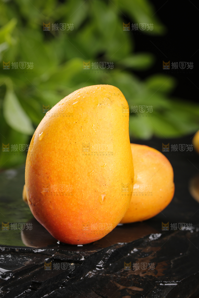 黑底上放着小台农芒果