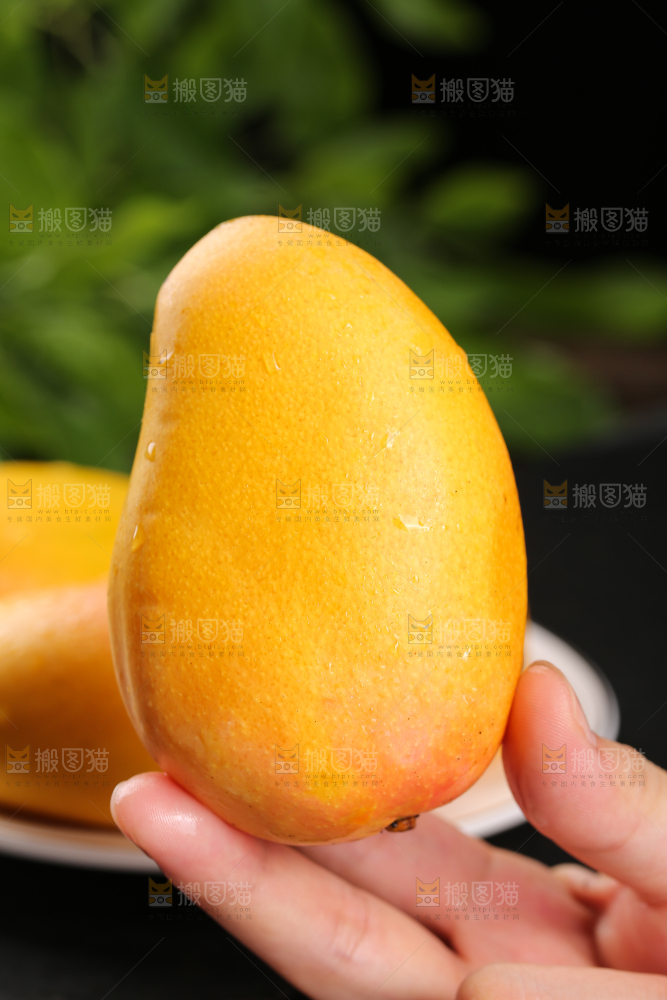 手里拿着新鲜小台芒