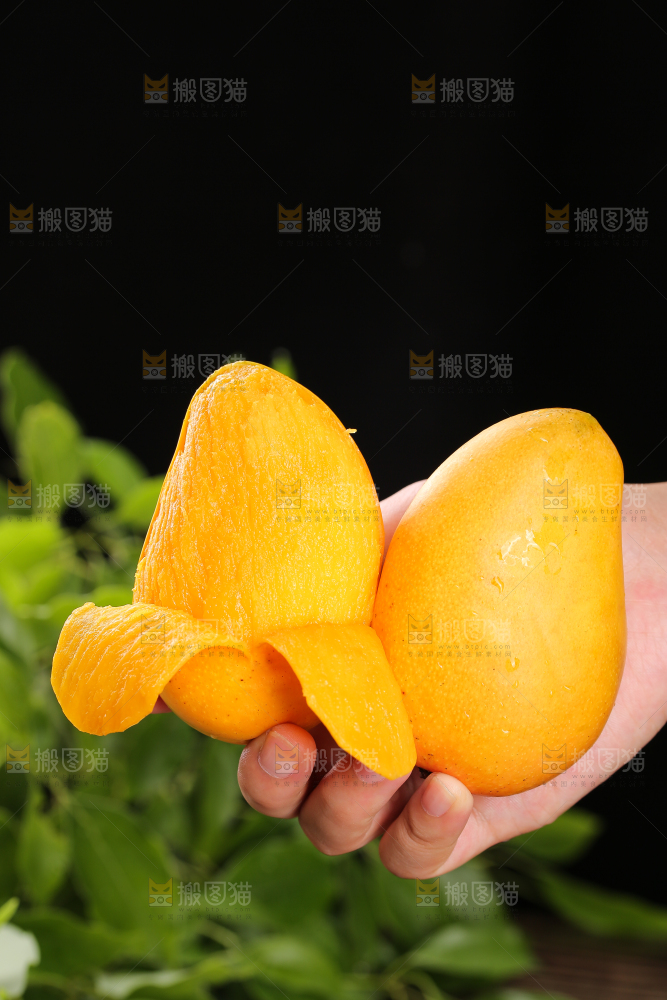 手里放着新鲜小台芒