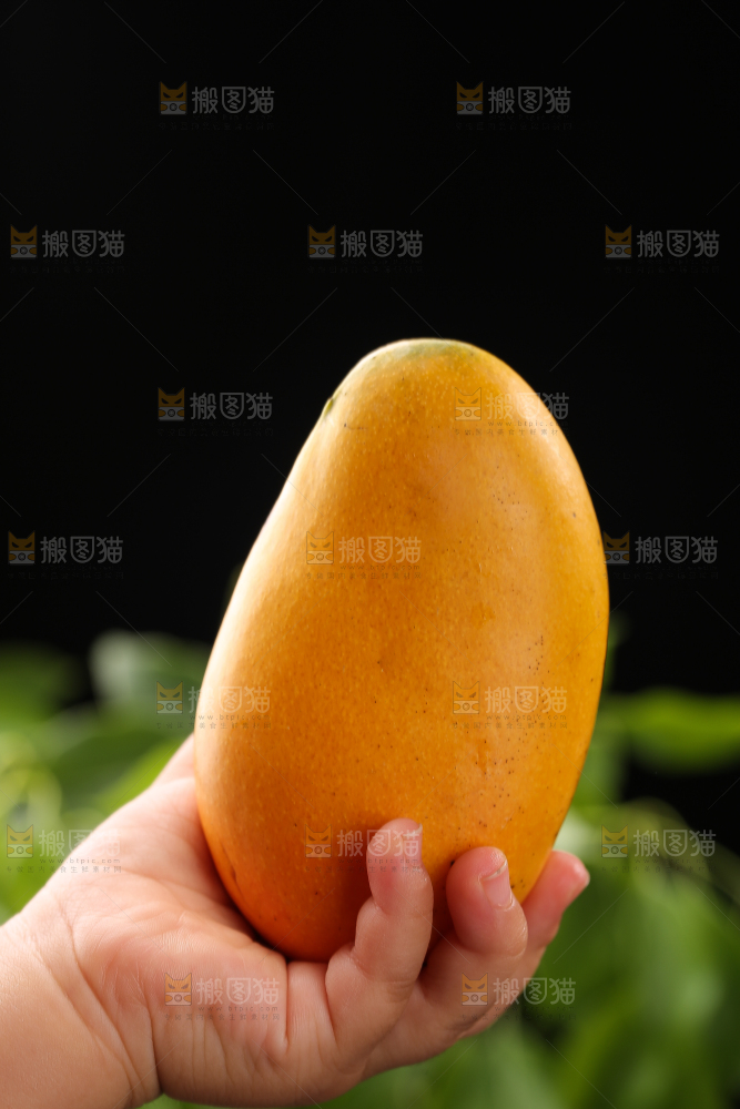 手里拿着新鲜台芒