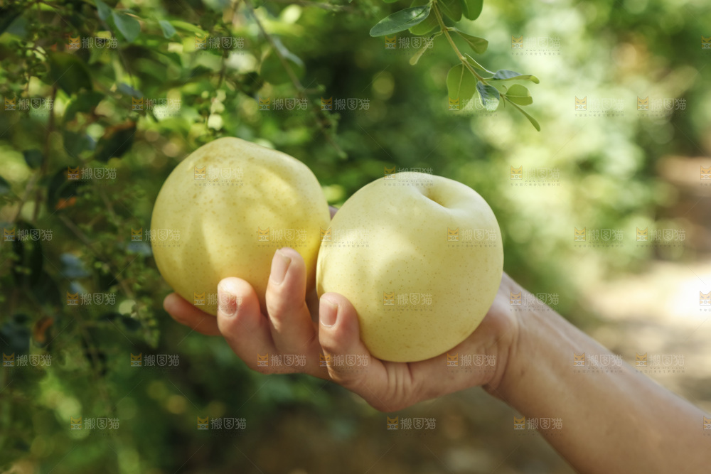 手里拿着新鲜皇冠梨