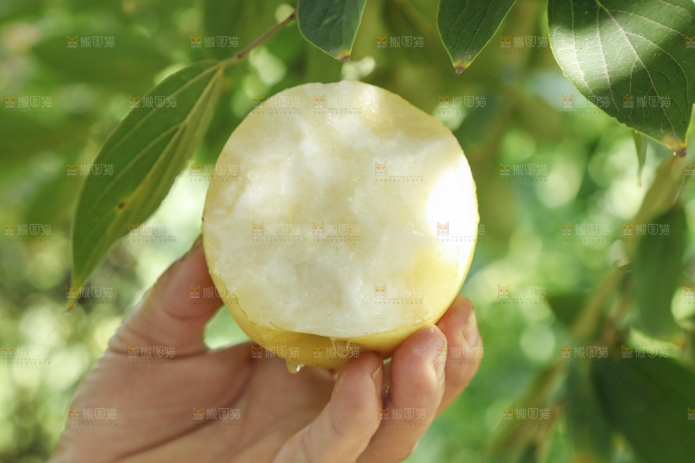 手里咬开的皇冠梨