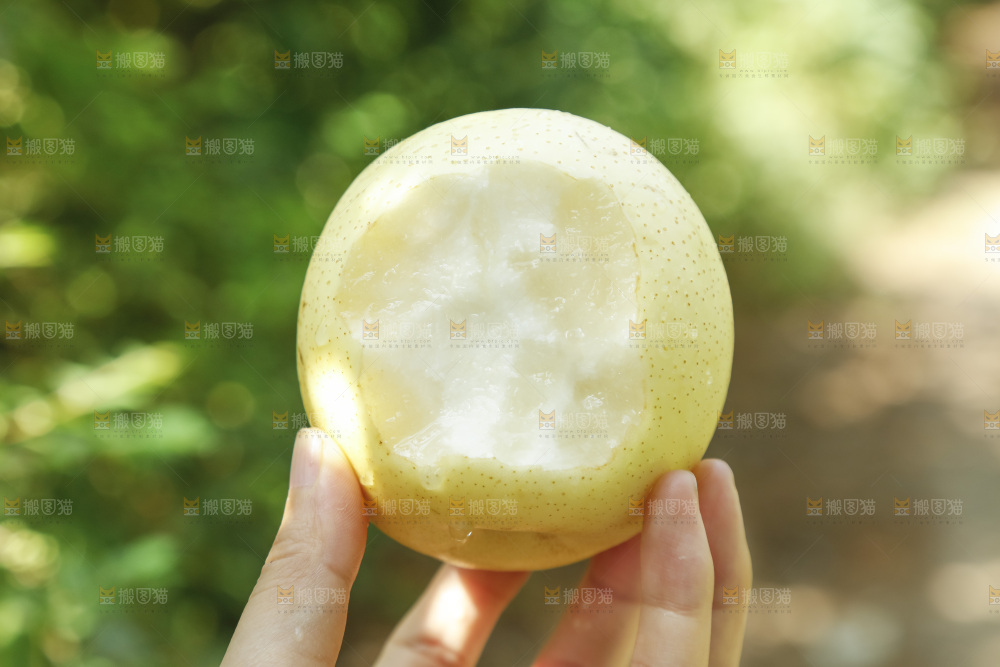 手里咬开的新鲜皇冠梨
