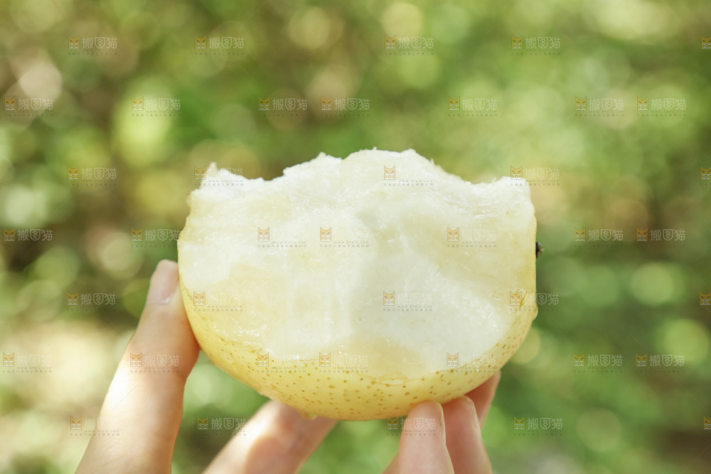 手里咬开的新鲜皇冠梨