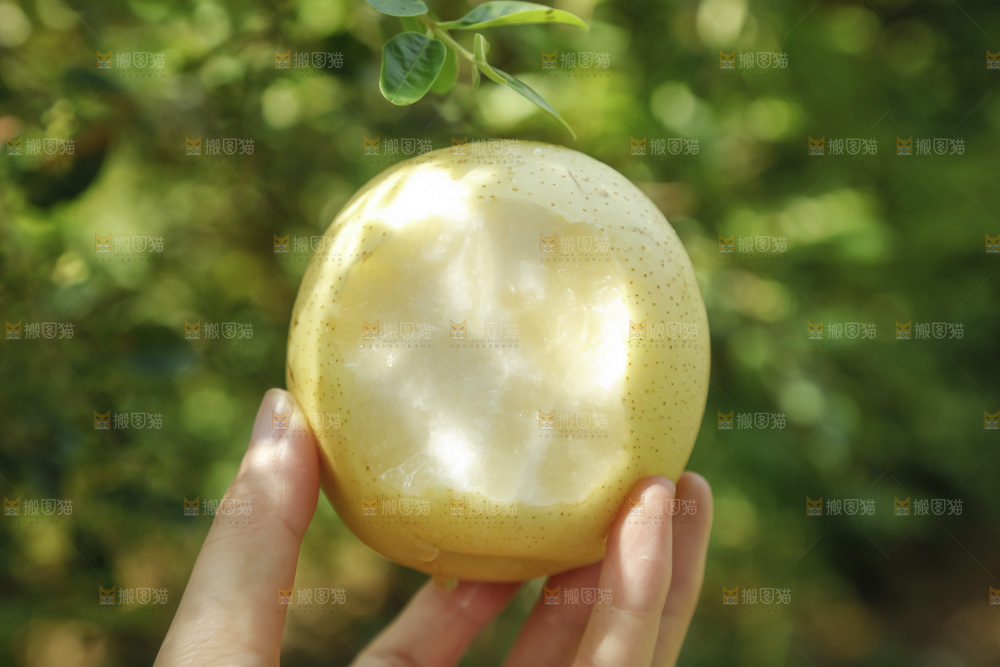 手里咬开的新鲜皇冠梨