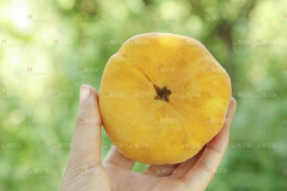 手里拿着新鲜黄蟠桃