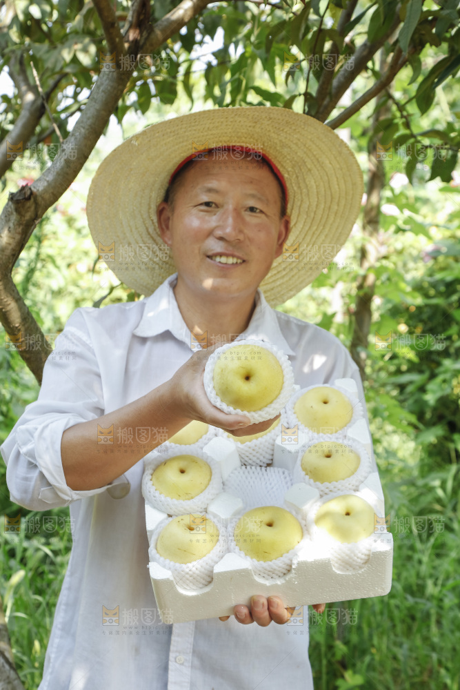 农民手里拿着一箱皇冠梨