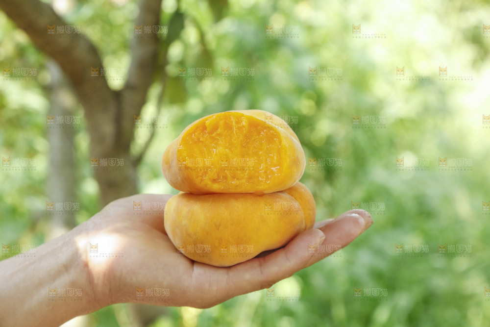 手里放着新鲜黄蟠桃