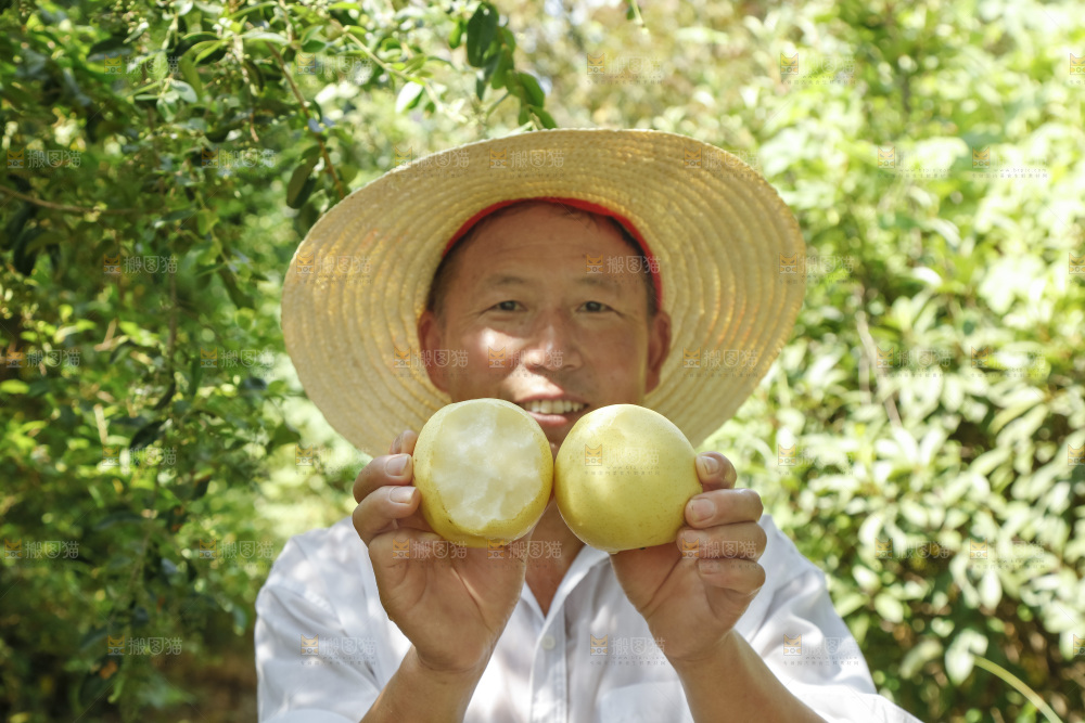 农民手里拿着河北皇冠梨