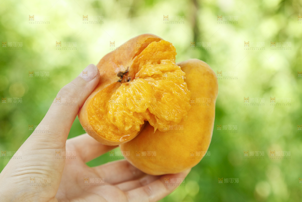 手里拿着新鲜黄蟠桃