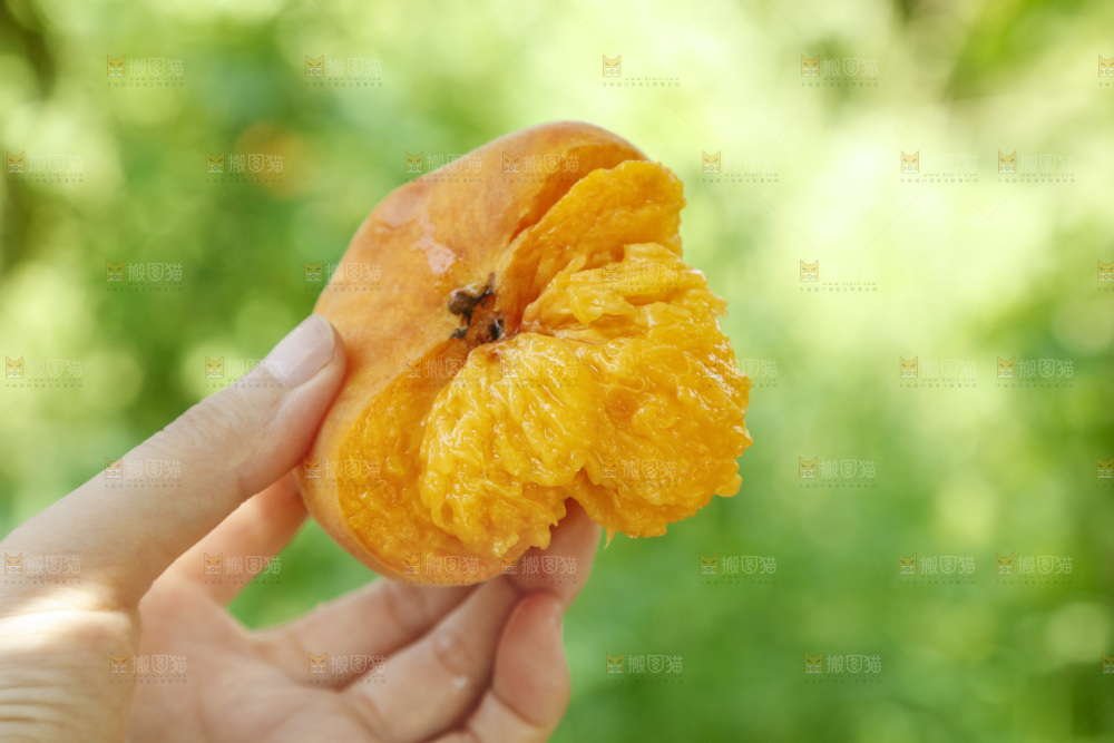 手里拿着新鲜黄蟠桃