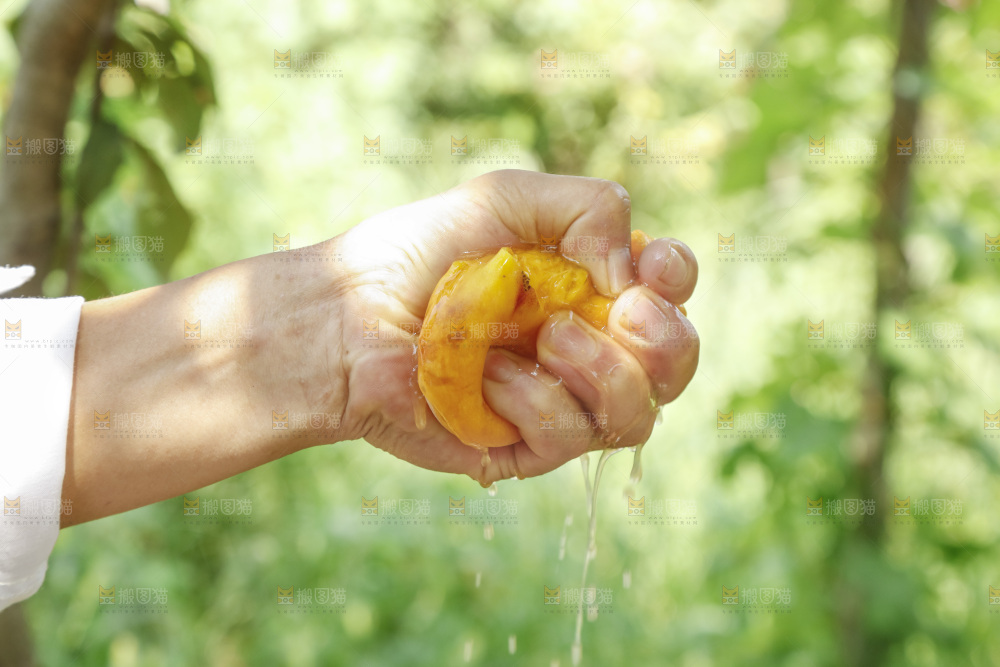 手里爆汁的黄蟠桃