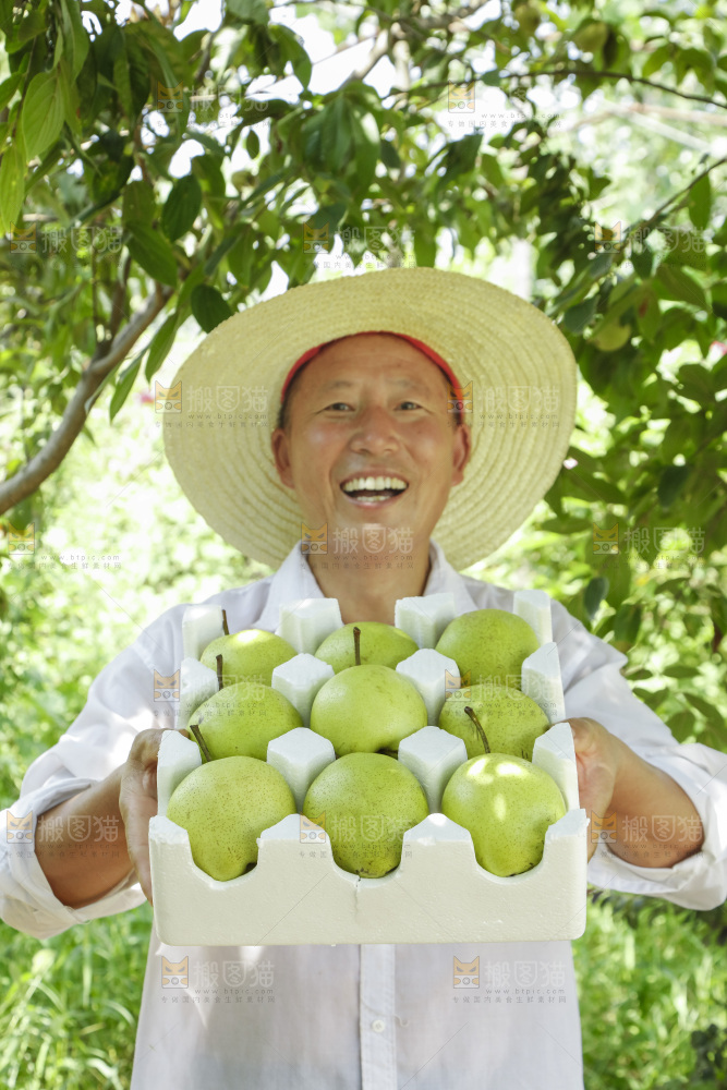 农民手里拿着一箱早酥梨