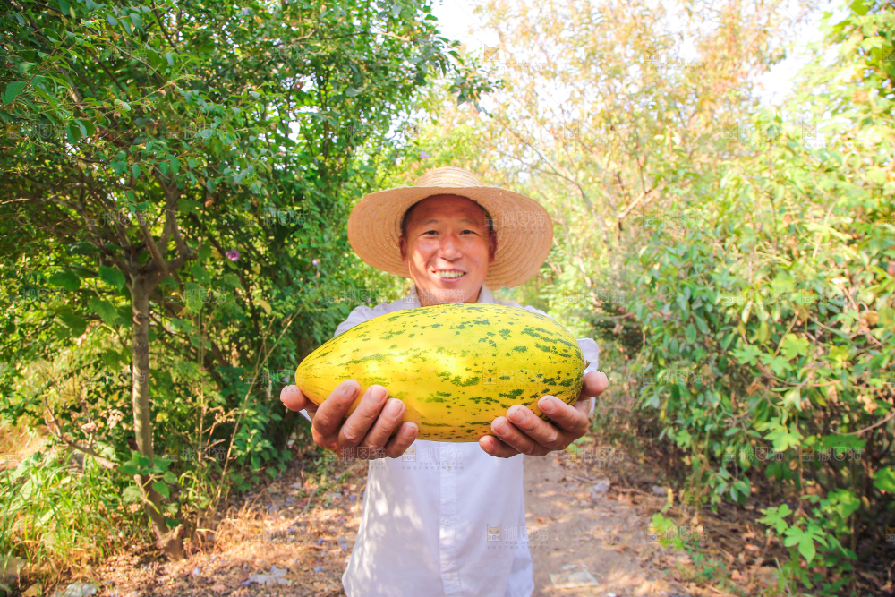 新疆伽师瓜