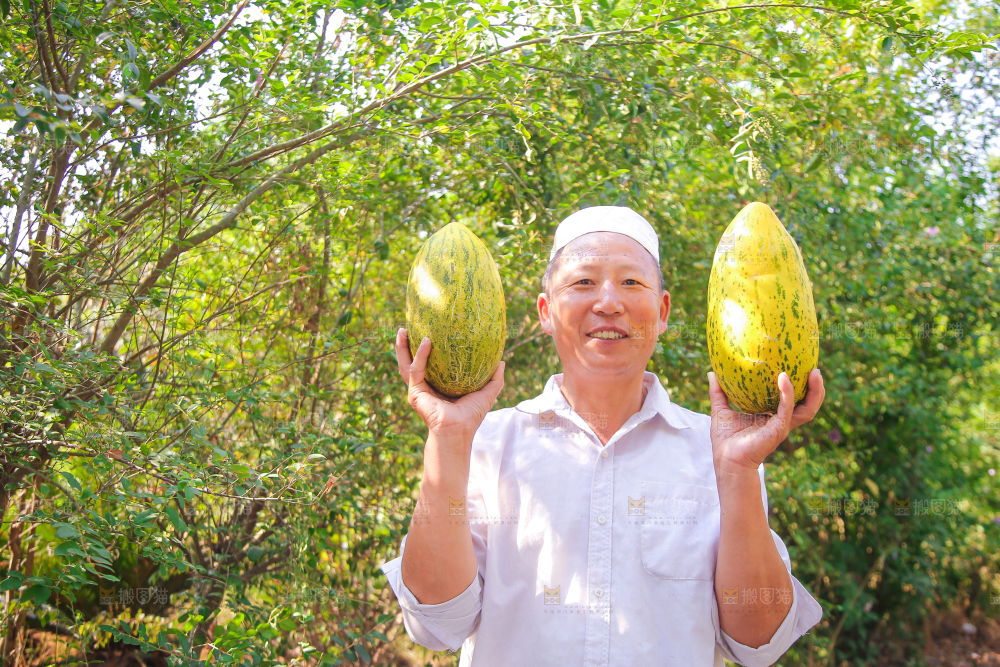 新疆伽师瓜