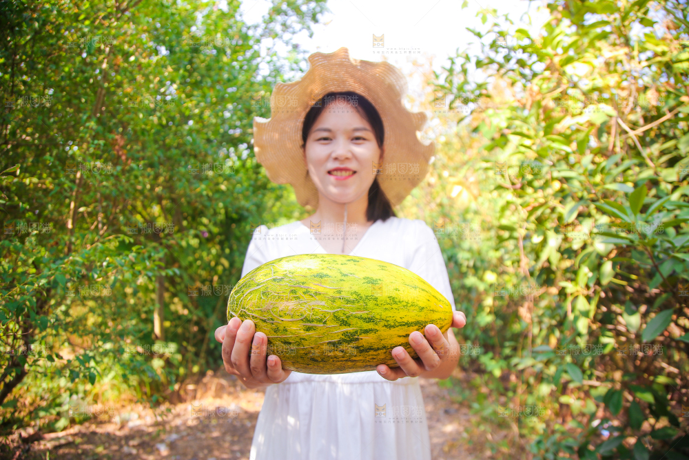新疆伽师瓜