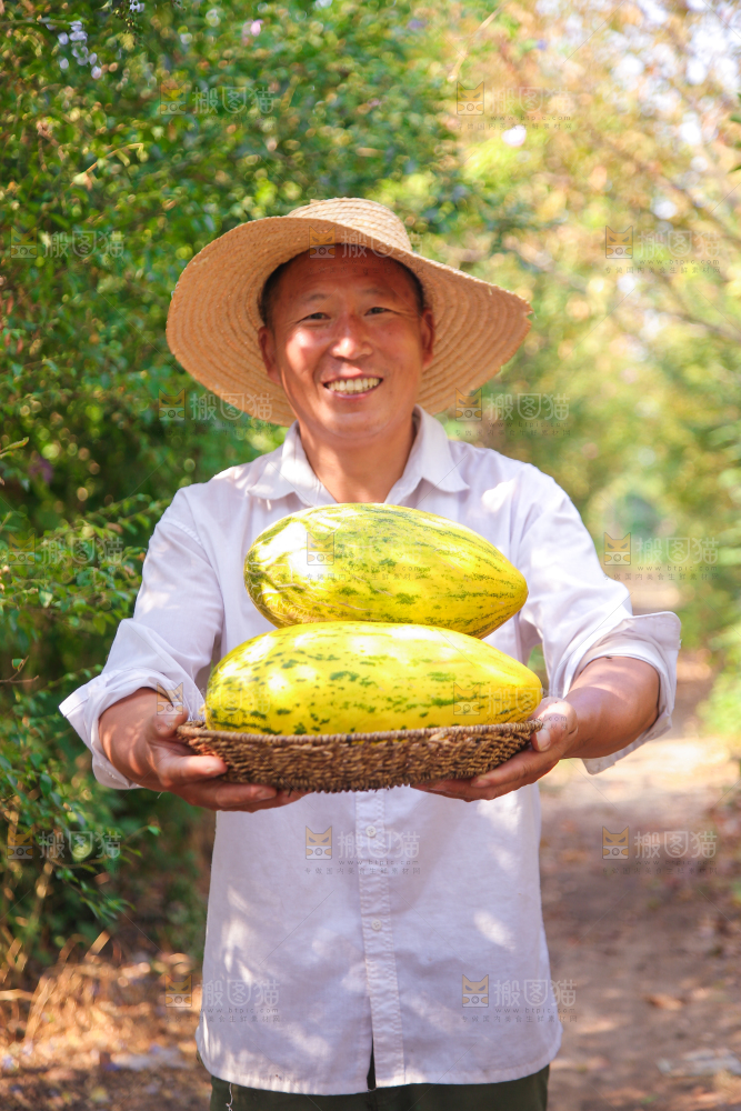 新疆伽师瓜