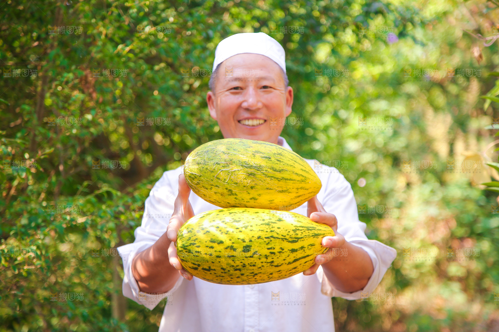 新疆伽师瓜