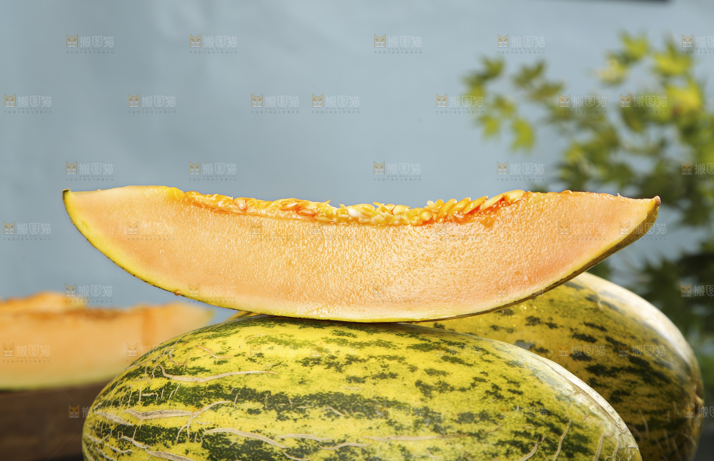 新疆伽师瓜