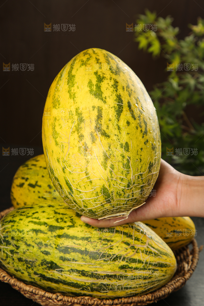 手里拿着新疆哈密瓜