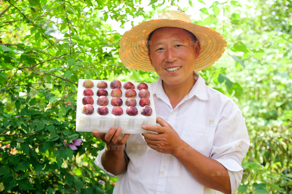 农民手里拿着一盒脆红李