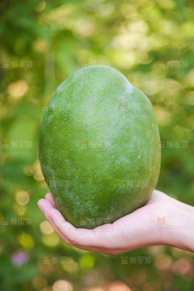 手里拿着凯特大青芒