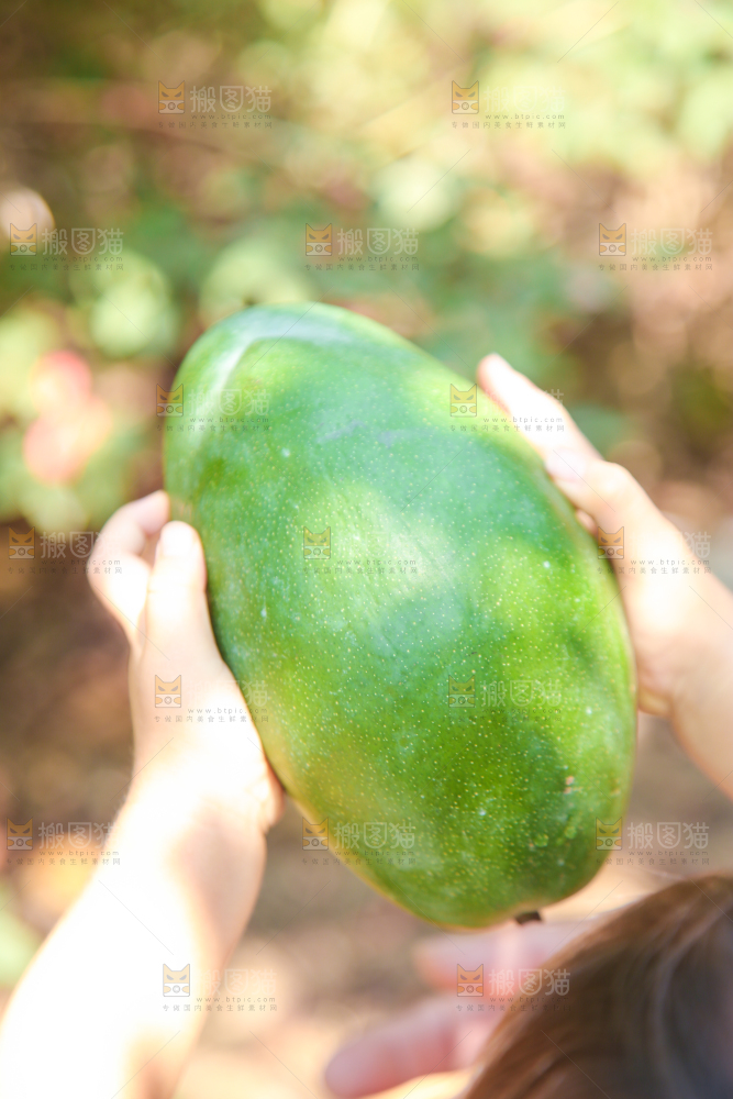 手里拿着凯特芒果
